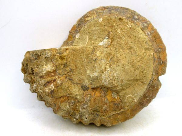 Madagascar Medium Cretaceous Cleoniceras Ammonite 218c | Fossils for Sale