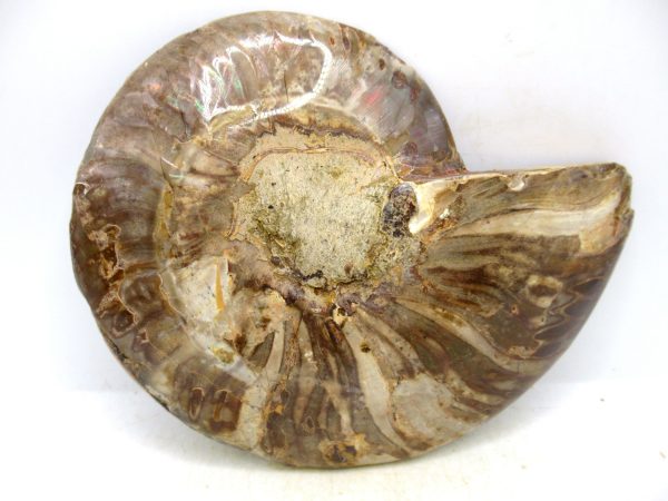 Madagascar Medium Cretaceous Cleoniceras Ammonite 220a | Fossils for Sale