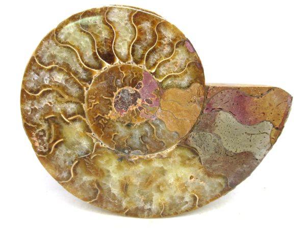 Madagascar Medium Cretaceous Cleoniceras Ammonite 220b | Fossils for Sale