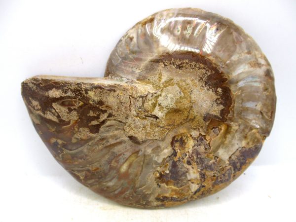 Madagascar Medium Cretaceous Cleoniceras Ammonite 220c | Fossils for Sale