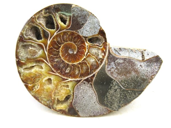Madagascar Medium Cretaceous Cleoniceras Ammonite 222 | Fossils for Sale