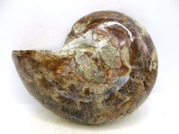 Madagascar Medium Cretaceous Cleoniceras Ammonite 222a | Fossils for Sale