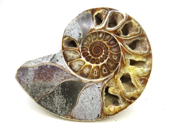 Madagascar Medium Cretaceous Cleoniceras Ammonite 222b | Fossils for Sale