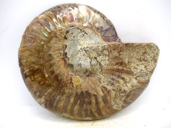 Madagascar Medium Cretaceous Cleoniceras Ammonite 223a | Fossils for Sale