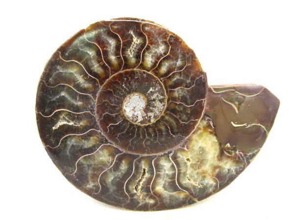 Madagascar Medium Cretaceous Cleoniceras Ammonite 223b | Fossils for Sale