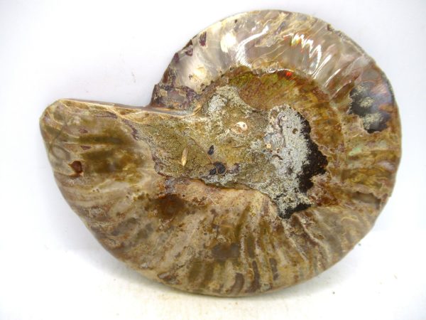 Madagascar Medium Cretaceous Cleoniceras Ammonite 223c | Fossils for Sale Genuine Cretaceous Age Medium Cleoniceras Ammonite Fossil For Sale from Madagascar #223