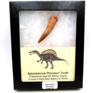 Morocco Cretaceous Spinosaurus Dinosaur Tooth 167 | Fossils for Sale Genuine Cretaceous Age Spinosaurus Dinosaur Tooth Fossil for Sale from Morocco #167