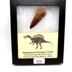 Morocco Cretaceous Spinosaurus Dinosaur Tooth 168 | Fossils for Sale Genuine Cretaceous Age Spinosaurus Dinosaur Tooth Fossil for Sale from Morocco #168