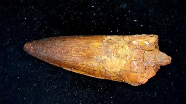 Morocco Cretaceous Spinosaurus Dinosaur Tooth 168a | Fossils for Sale Genuine Cretaceous Age Spinosaurus Dinosaur Tooth Fossil for Sale from Morocco #168a