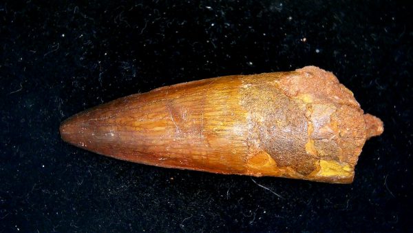 Morocco Cretaceous Spinosaurus Dinosaur Tooth 168b | Fossils for Sale Genuine Cretaceous Age Spinosaurus Dinosaur Tooth Fossil for Sale from Morocco #168b