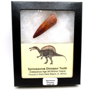 Morocco Cretaceous Spinosaurus Dinosaur Tooth 169 | Fossils for Sale Genuine Cretaceous Age Spinosaurus Dinosaur Tooth Fossil for Sale from Morocco #169