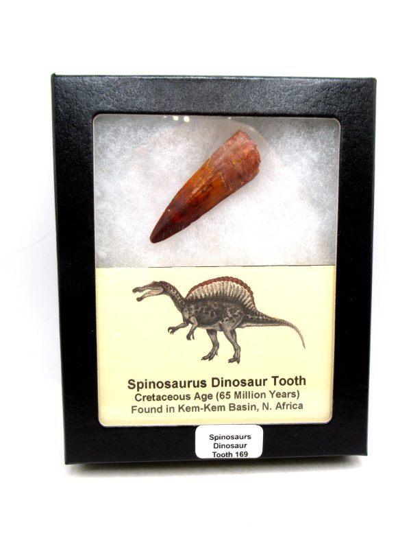 Morocco Cretaceous Spinosaurus Dinosaur Tooth 169 | Fossils for Sale Genuine Cretaceous Age Spinosaurus Dinosaur Tooth Fossil for Sale from Morocco #169