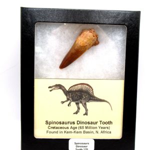 Morocco Cretaceous Spinosaurus Dinosaur Tooth 170 | Fossils for Sale Genuine Cretaceous Age Spinosaurus Dinosaur Tooth Fossil for Sale from Morocco #170