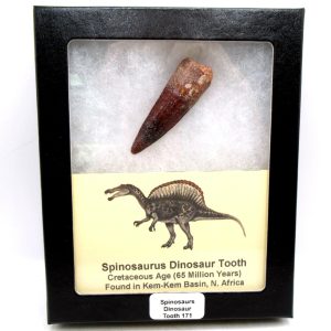 Morocco Cretaceous Spinosaurus Dinosaur Tooth 171 | Fossils for Sale Genuine Cretaceous Age Spinosaurus Dinosaur Tooth Fossil for Sale from Morocco #171