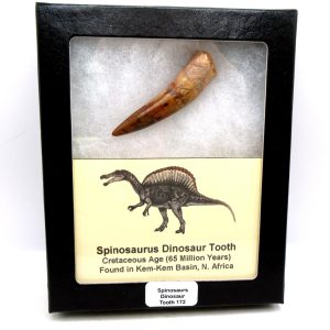 Morocco Cretaceous Spinosaurus Dinosaur Tooth 172 | Fossils for Sale Genuine Cretaceous Age Spinosaurus Dinosaur Tooth Fossil for Sale from Morocco #172