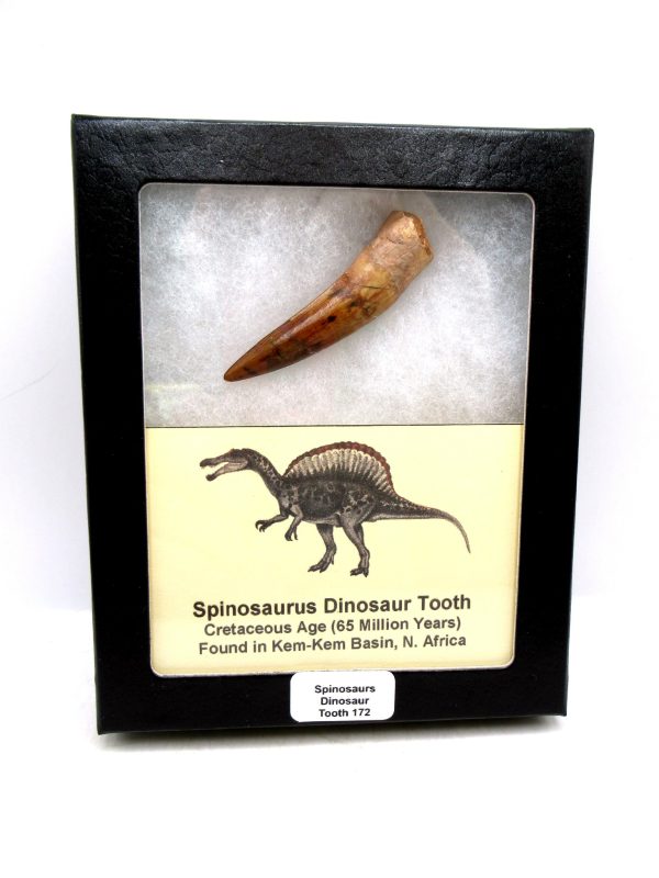 Morocco Cretaceous Spinosaurus Dinosaur Tooth 172 | Fossils for Sale Genuine Cretaceous Age Spinosaurus Dinosaur Tooth Fossil for Sale from Morocco #172