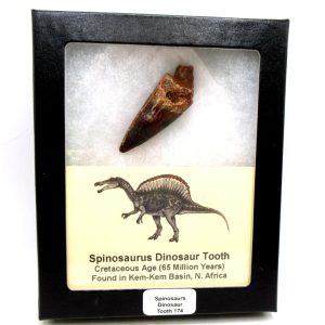 Morocco Cretaceous Spinosaurus Dinosaur Tooth 174 | Fossils for Sale Genuine Cretaceous Age Spinosaurus Dinosaur Tooth Fossil for Sale from Morocco #174