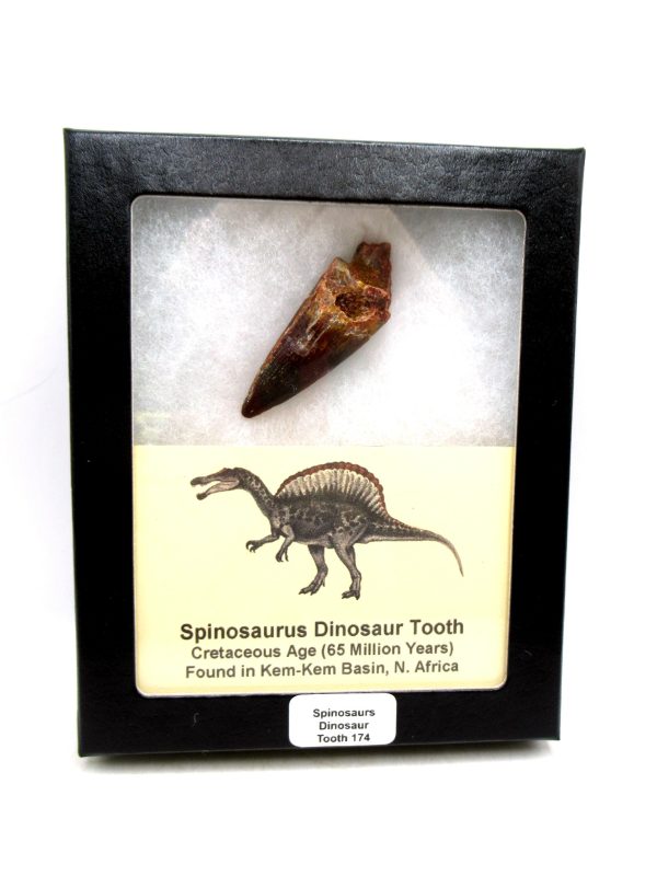 Morocco Cretaceous Spinosaurus Dinosaur Tooth 174 | Fossils for Sale Genuine Cretaceous Age Spinosaurus Dinosaur Tooth Fossil for Sale from Morocco #174