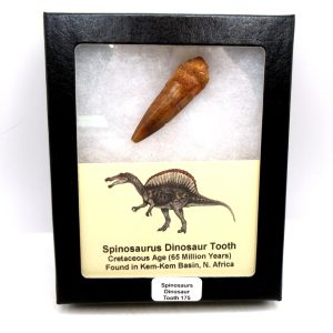 Morocco Cretaceous Spinosaurus Dinosaur Tooth 175 | Fossils for Sale Genuine Cretaceous Age Spinosaurus Dinosaur Tooth Fossil for Sale from Morocco #175