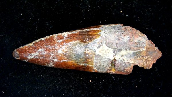 Morocco Cretaceous Spinosaurus Dinosaur Tooth 174a | Fossils for Sale Genuine Cretaceous Age Spinosaurus Dinosaur Tooth Fossil for Sale from Morocco #174a