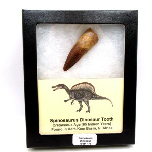 Morocco Cretaceous Spinosaurus Dinosaur Tooth 176 | Fossils for Sale Genuine Cretaceous Age Spinosaurus Dinosaur Tooth Fossil for Sale from Morocco #176