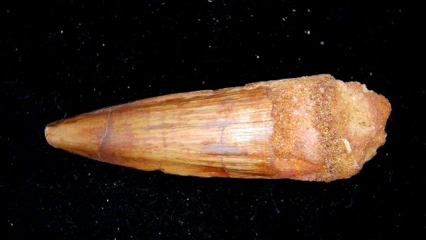 Morocco Cretaceous Spinosaurus Dinosaur Tooth 175b | Fossils for Sale Genuine Cretaceous Age Spinosaurus Dinosaur Tooth Fossil for Sale from Morocco #175b