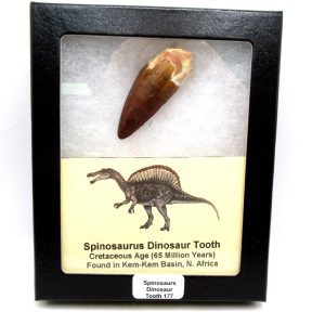 Morocco Cretaceous Spinosaurus Dinosaur Tooth 177 | Fossils for Sale Genuine Cretaceous Age Spinosaurus Dinosaur Tooth Fossil for Sale from Morocco #177