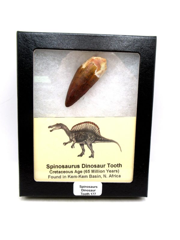 Morocco Cretaceous Spinosaurus Dinosaur Tooth 177 | Fossils for Sale Genuine Cretaceous Age Spinosaurus Dinosaur Tooth Fossil for Sale from Morocco #177