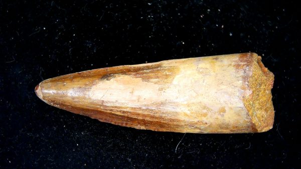 Morocco Cretaceous Spinosaurus Dinosaur Tooth 176b | Fossils for Sale Genuine Cretaceous Age Spinosaurus Dinosaur Tooth Fossil for Sale from Morocco #176b