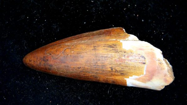 Morocco Cretaceous Spinosaurus Dinosaur Tooth 177a | Fossils for Sale Genuine Cretaceous Age Spinosaurus Dinosaur Tooth Fossil for Sale from Morocco #177a