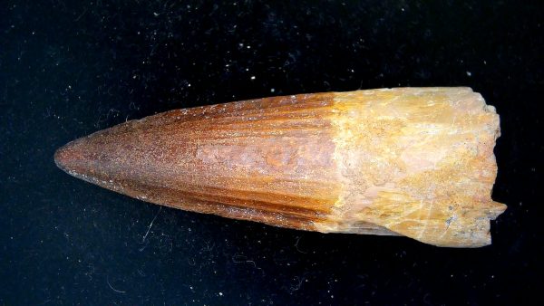 Morocco Cretaceous Spinosaurus Dinosaur Tooth 179b | Fossils for Sale Genuine Cretaceous Age Spinosaurus Dinosaur Tooth Fossil for Sale from Morocco #179b