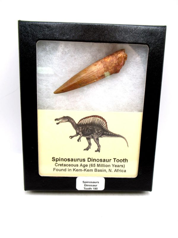Morocco Cretaceous Spinosaurus Dinosaur Tooth 180 | Fossils for Sale Genuine Cretaceous Age Spinosaurus Dinosaur Tooth Fossil for Sale from Morocco #180
