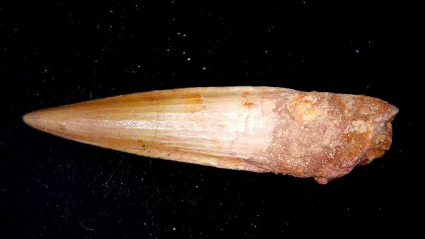 Morocco Cretaceous Spinosaurus Dinosaur Tooth 180a | Fossils for Sale Genuine Cretaceous Age Spinosaurus Dinosaur Tooth Fossil for Sale from Morocco #180a