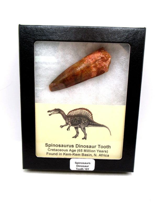 Morocco Cretaceous Spinosaurus Dinosaur Tooth 181 | Fossils for Sale Genuine Cretaceous Age Spinosaurus Dinosaur Tooth Fossil for Sale from Morocco #181