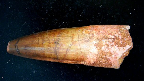 Morocco Cretaceous Spinosaurus Dinosaur Tooth 181a | Fossils for Sale Genuine Cretaceous Age Spinosaurus Dinosaur Tooth Fossil for Sale from Morocco #181a