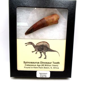 Genuine Cretaceous Age Spinosaurus Dinosaur Tooth Fossil for Sale from Morocco #182