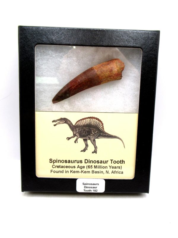 Morocco Cretaceous Spinosaurus Dinosaur Tooth 182 | Fossils for Sale Genuine Cretaceous Age Spinosaurus Dinosaur Tooth Fossil for Sale from Morocco #182