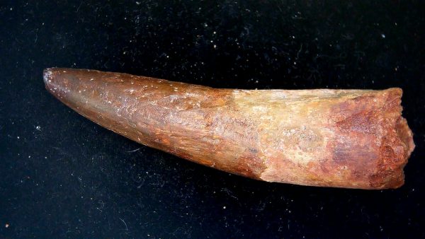 Morocco Cretaceous Spinosaurus Dinosaur Tooth 182b | Fossils for Sale Genuine Cretaceous Age Spinosaurus Dinosaur Tooth Fossil for Sale from Morocco #182b