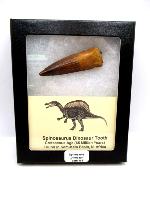 Morocco Cretaceous Spinosaurus Dinosaur Tooth 183 | Fossils for Sale Genuine Cretaceous Age Spinosaurus Dinosaur Tooth Fossil for Sale from Morocco #183