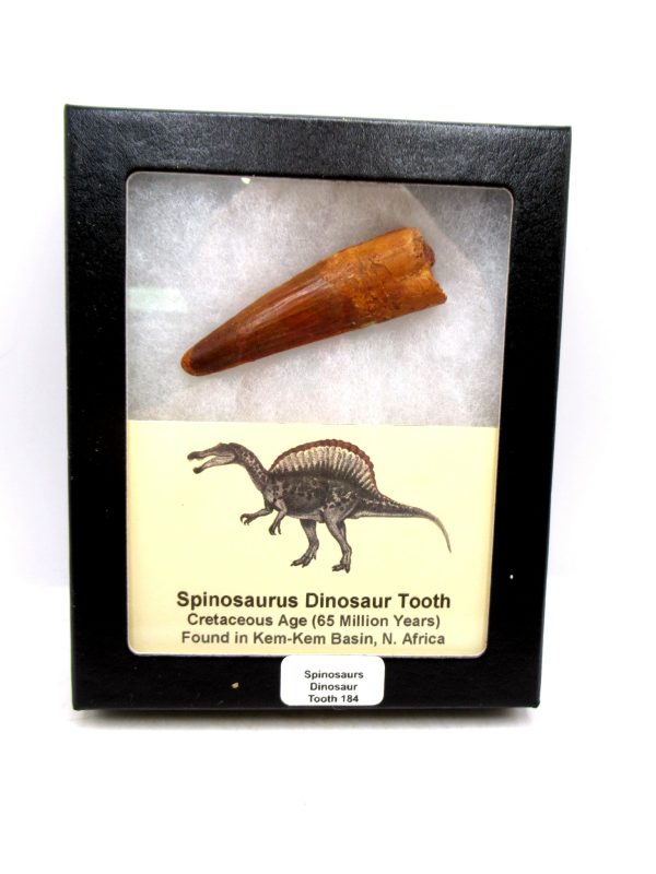Morocco Cretaceous Spinosaurus Dinosaur Tooth 184 | Fossils for Sale Genuine Cretaceous Age Spinosaurus Dinosaur Tooth Fossil for Sale from Morocco #184