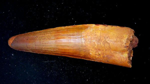 Morocco Cretaceous Spinosaurus Dinosaur Tooth 184a | Fossils for Sale Genuine Cretaceous Age Spinosaurus Dinosaur Tooth Fossil for Sale from Morocco #184a