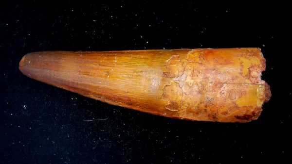 Morocco Cretaceous Spinosaurus Dinosaur Tooth 184b | Fossils for Sale Genuine Cretaceous Age Spinosaurus Dinosaur Tooth Fossil for Sale from Morocco #184b