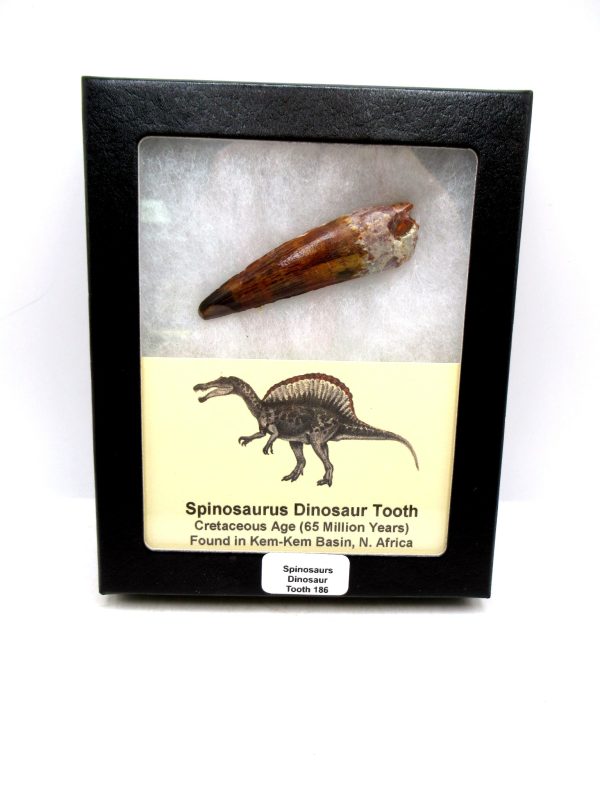 Morocco Cretaceous Spinosaurus Dinosaur Tooth 186 | Fossils for Sale Genuine Cretaceous Age Spinosaurus Dinosaur Tooth Fossil for Sale from Morocco #186