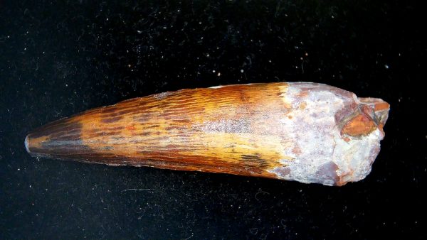 Morocco Cretaceous Spinosaurus Dinosaur Tooth 186a | Fossils for Sale Genuine Cretaceous Age Spinosaurus Dinosaur Tooth Fossil for Sale from Morocco #186a