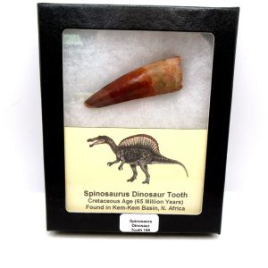 Genuine Cretaceous Age Spinosaurus Dinosaur Tooth Fossil for Sale from Morocco #188