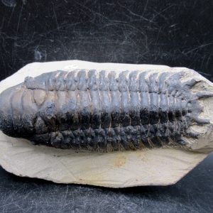 Genuine Devonian Age Crotalocephalina Trilobite Fossils for Sale from Morocco #10