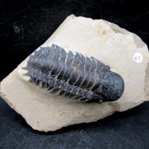 Genuine Devonian Age Crotalocephalina Trilobite Fossils for Sale from Morocco #11