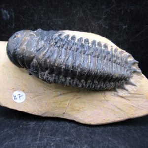 Genuine Devonian Age Crotalocephalina Trilobite Fossils for Sale from Morocco #12