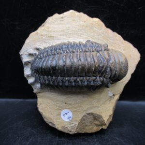 Genuine Devonian Age Crotalocephalina Trilobite Fossils for Sale from Morocco #7