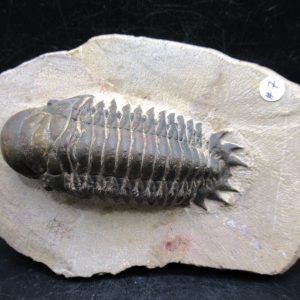 Genuine Devonian Age Crotalocephalina Trilobite Fossils for Sale from Morocco #8